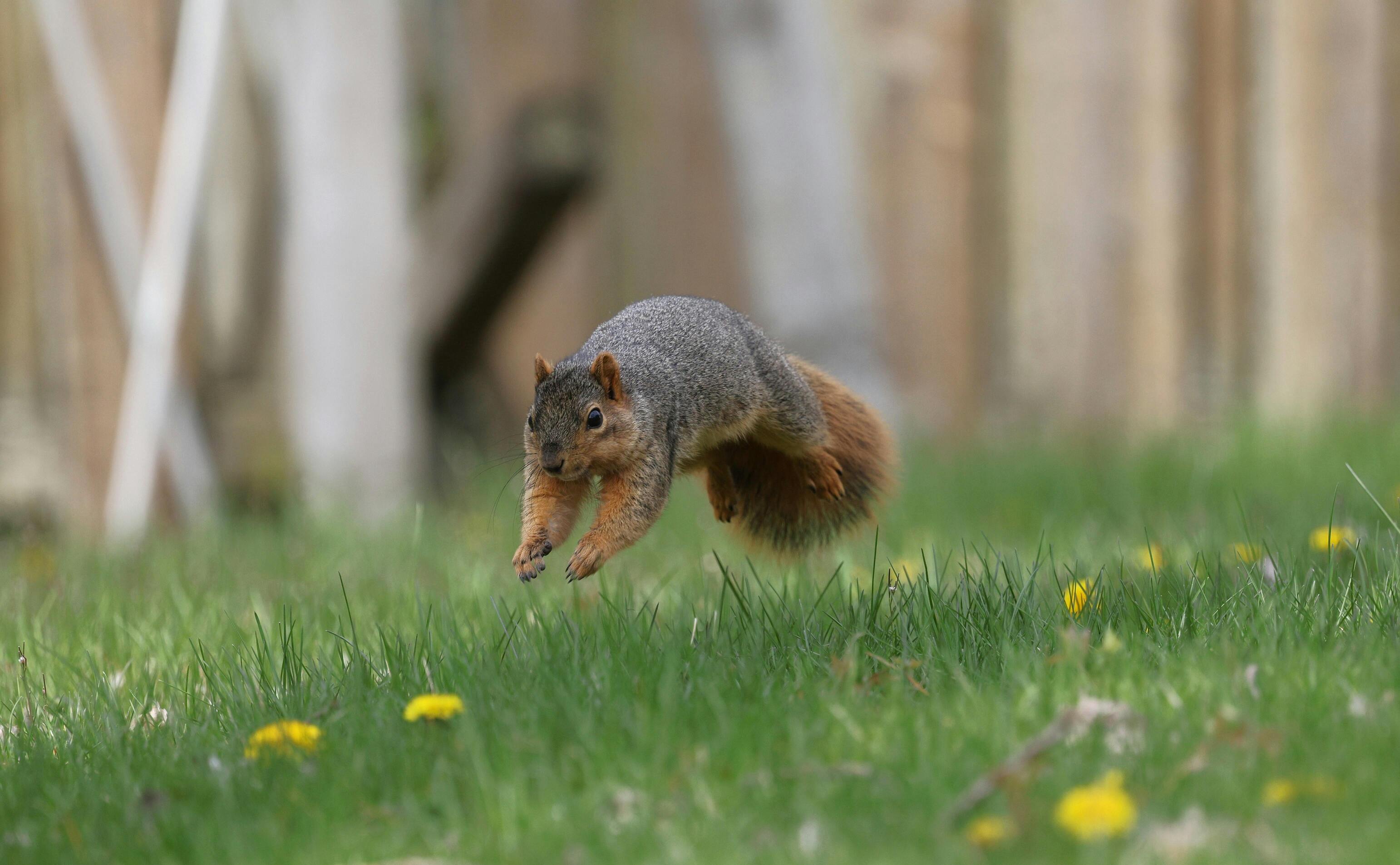 jumping squirrel whee